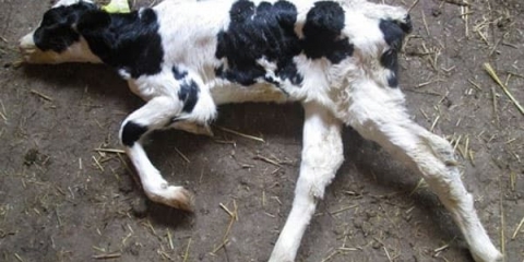 Salmoneloza teladi: vakcina protiv bolesti, lečenje i prevencija